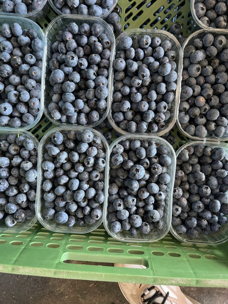 exportation fruits et legumes , fruitnet , Apeks , export fruits and vegetables , the best moroccan exporter , moroccan fruits and vegetables , morocco fruit exports ,Exporting fruits and vegetables in Morocco , exportateur fruits et légumes maroc