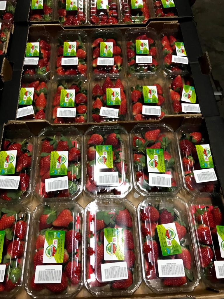 exportation fruits et legumes , fruitnet , Apeks , export fruits and vegetables , the best moroccan exporter , moroccan fruits and vegetables , morocco fruit exports ,Exporting fruits and vegetables in Morocco , exportateur fruits et légumes maroc