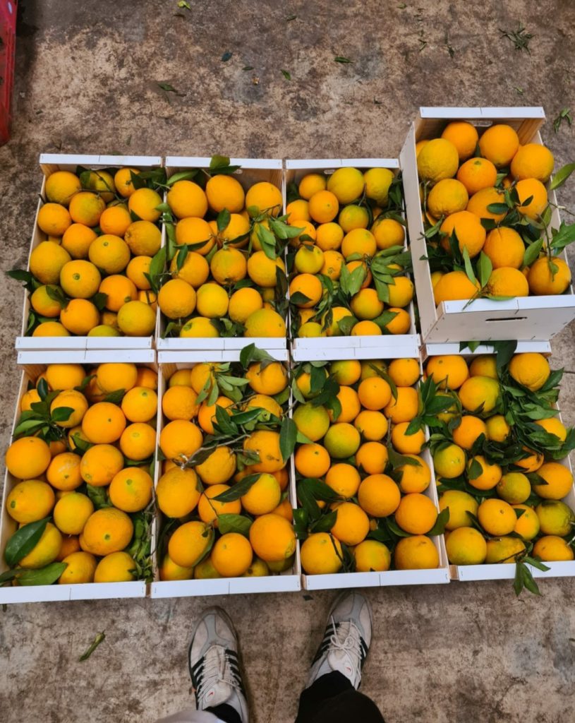 exportation fruits et legumes , fruitnet , Apeks , export fruits and vegetables , the best moroccan exporter , moroccan fruits and vegetables , morocco fruit exports ,Exporting fruits and vegetables in Morocco , exportateur fruits et légumes maroc