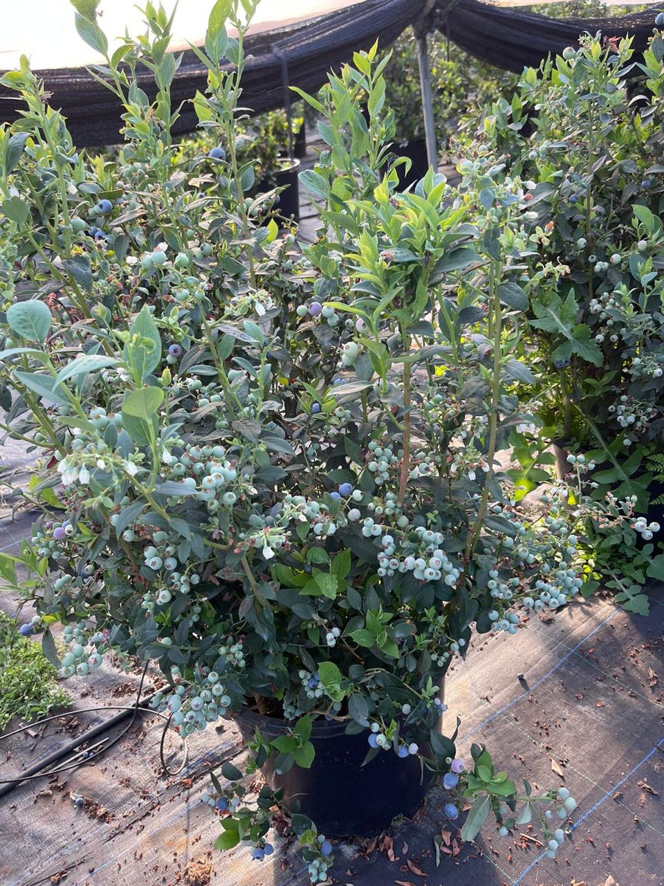 Export Myrtille Maroc